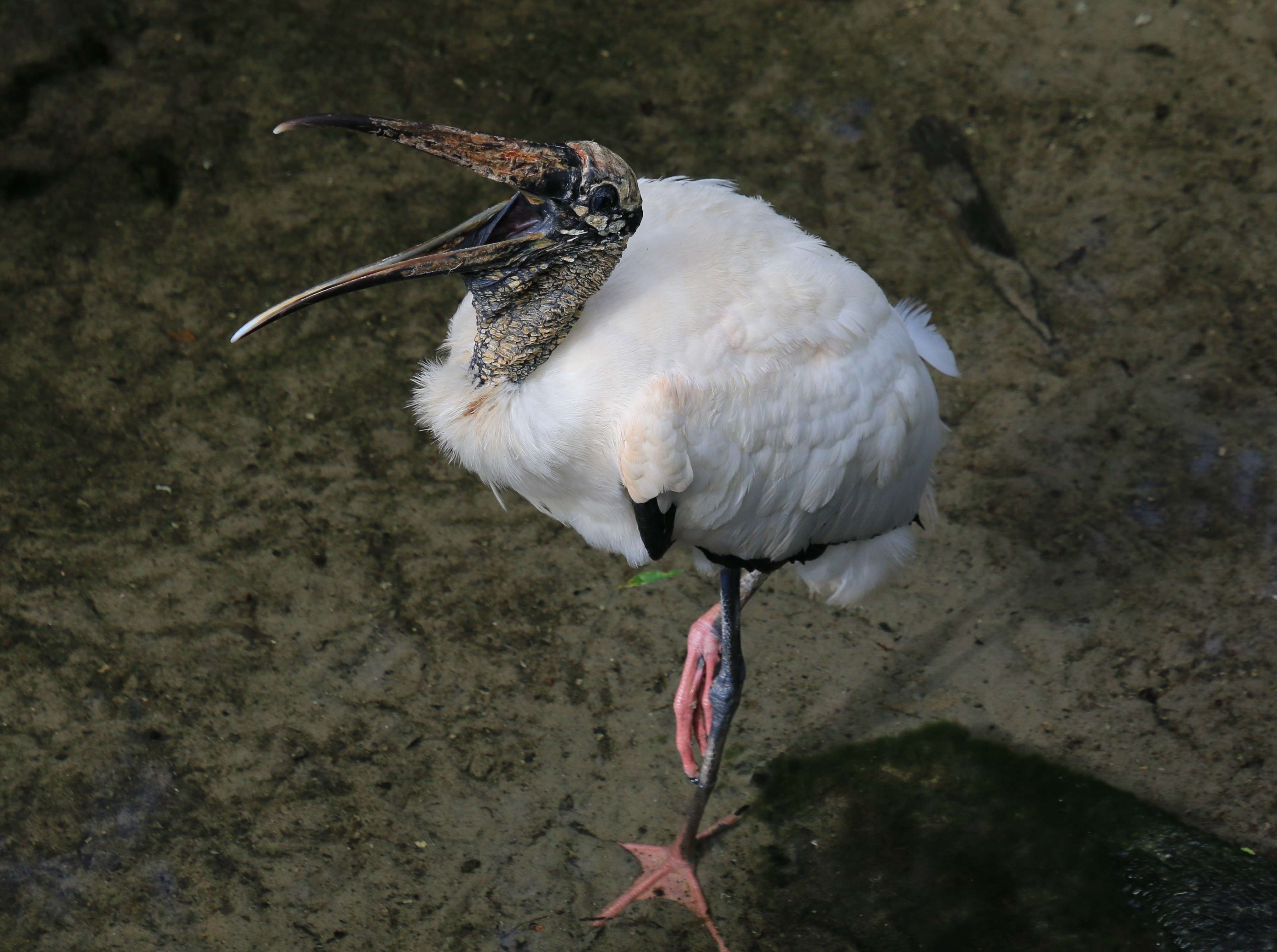 Woodstork